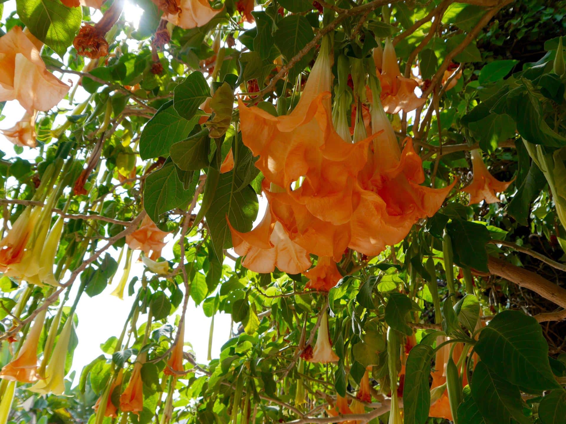 flowers-almunecar
