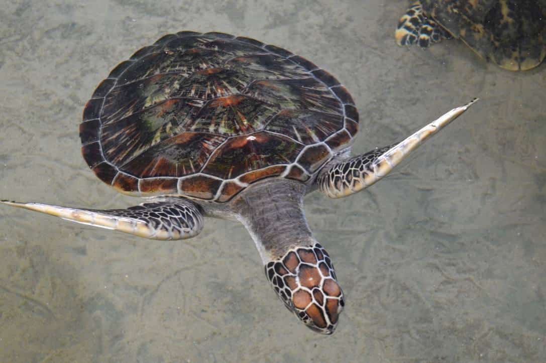 turtle-sanctuary-sri-lanka