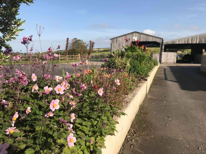 Staying at Decrease Campscott Farm in North Devon