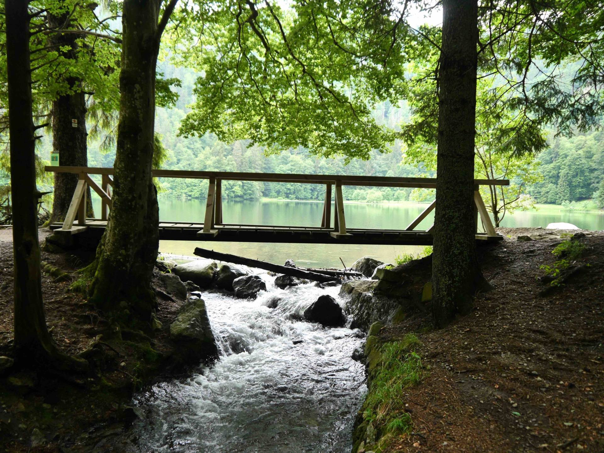 Feldsee Lake with Bridge | Things to do in the Black Forest