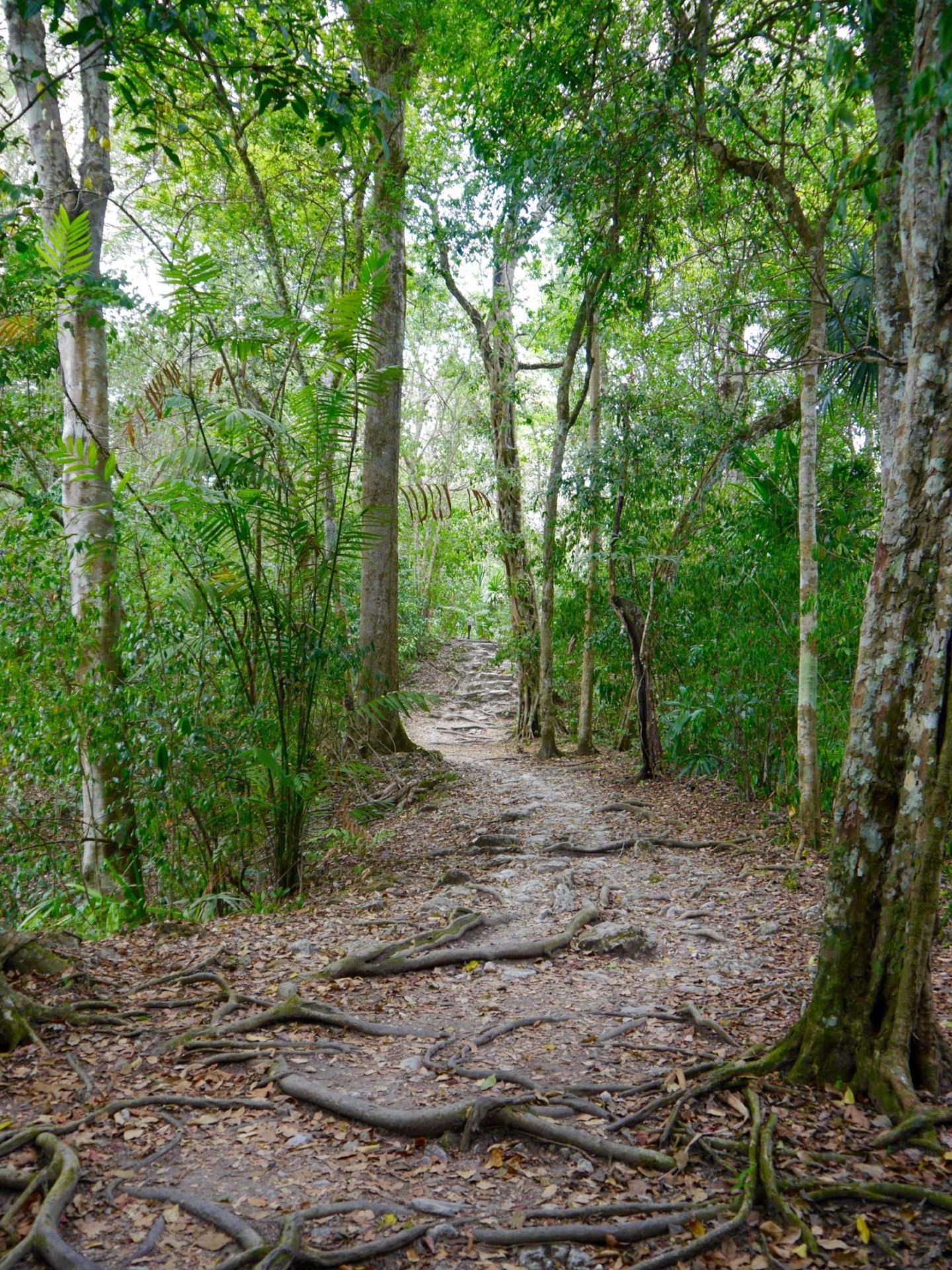 tikal-guatemala-jungle