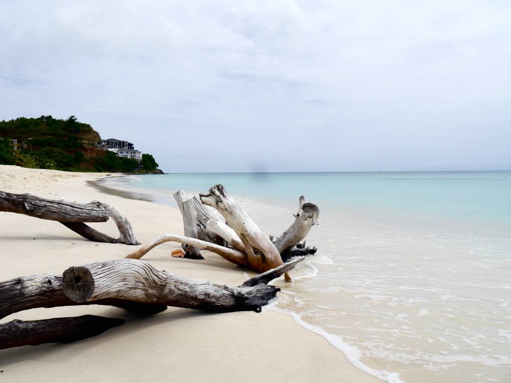 antigua-beach-driftwood