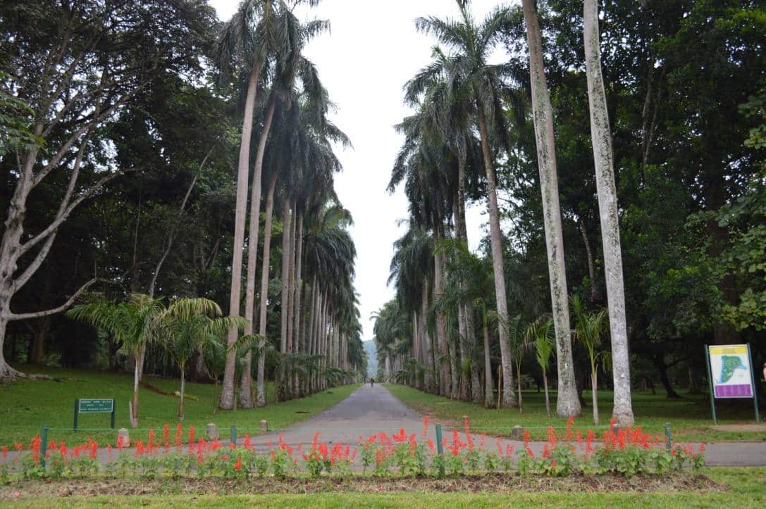 royal-botanical-garden-kandy-sri-lanka