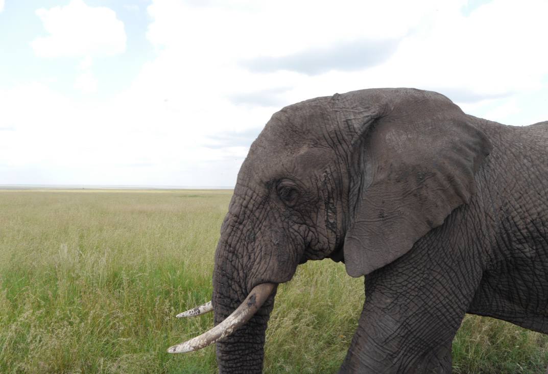 elephant-national-park-sri-lanka