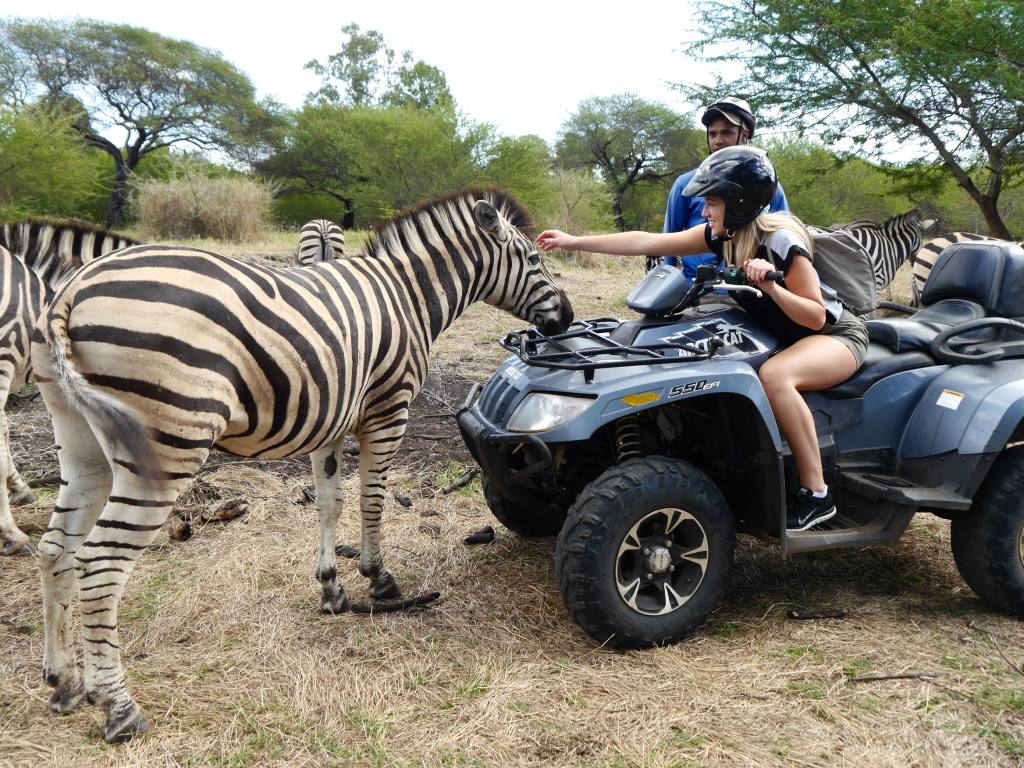 casela-mauritius-walking-with-lions1