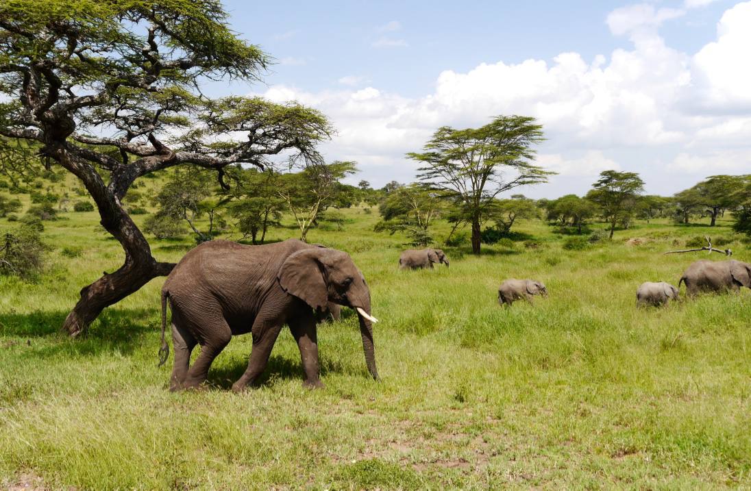 elephants-sri-lanka