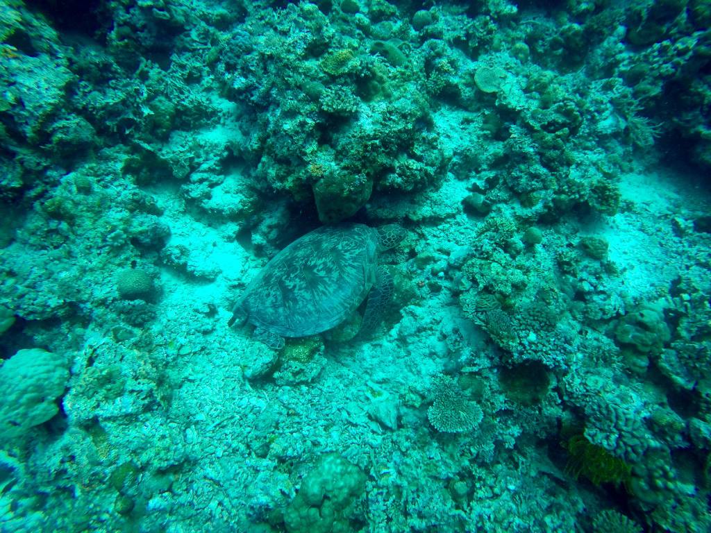 scuba-diving-sea-turtle-moalboal-philippines