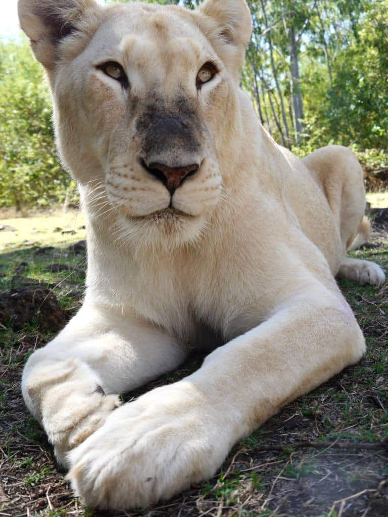 casela-mauritius-walking-with-lions2