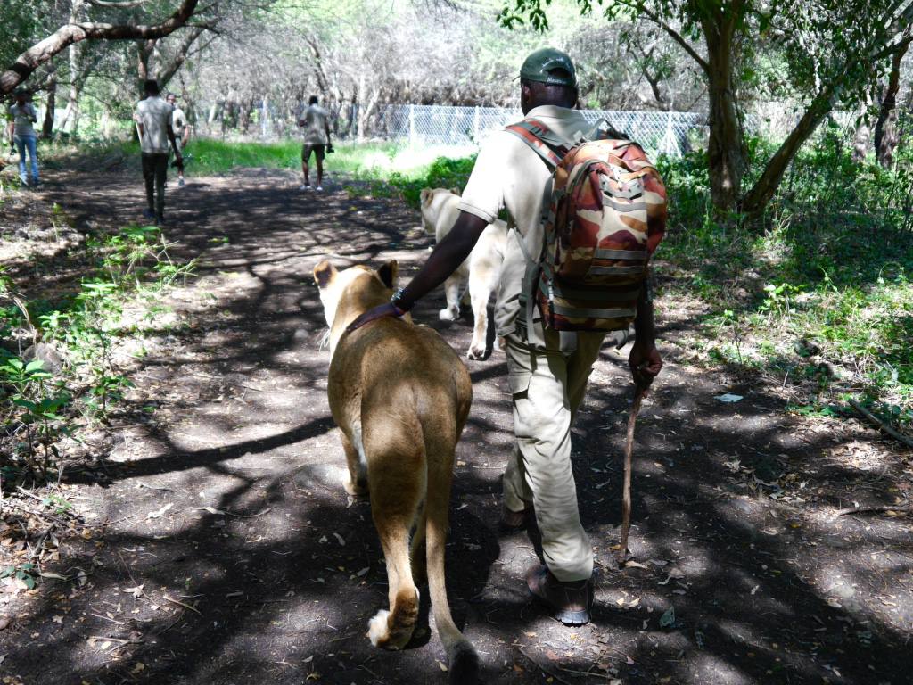 casela-mauritius-walking-with-lions