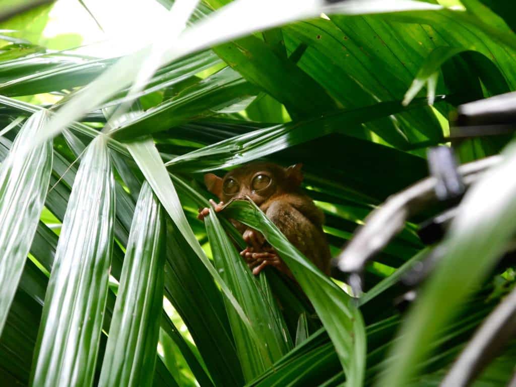 tarsier-bohol-philippines