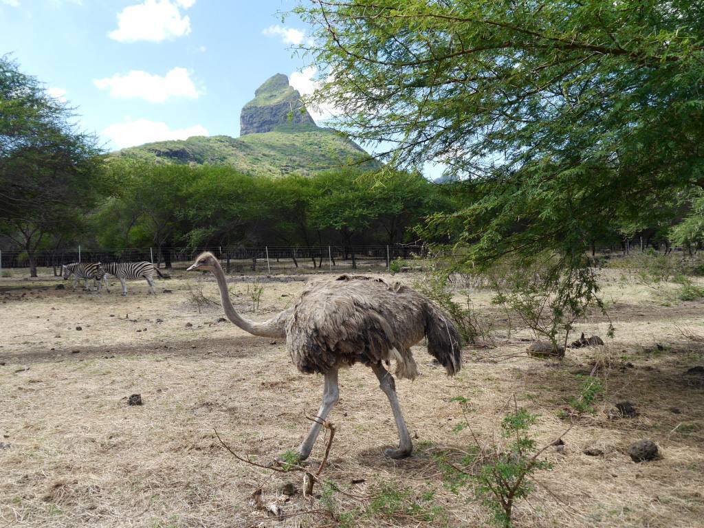 casela-mauritius2