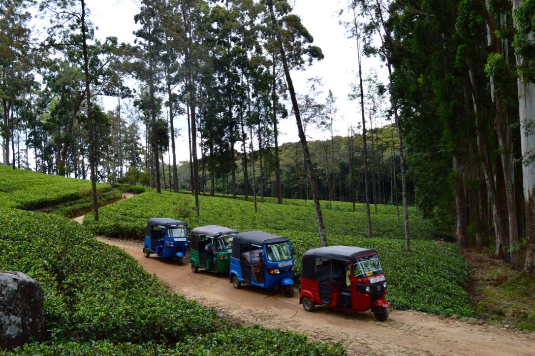 tuk-tuks-kandy-province-sri-lanka