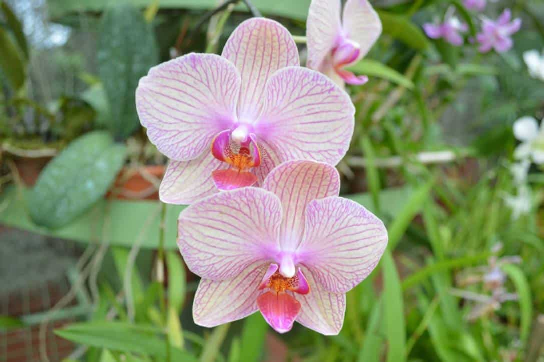 flowers-royal-botanical-garden-kandy